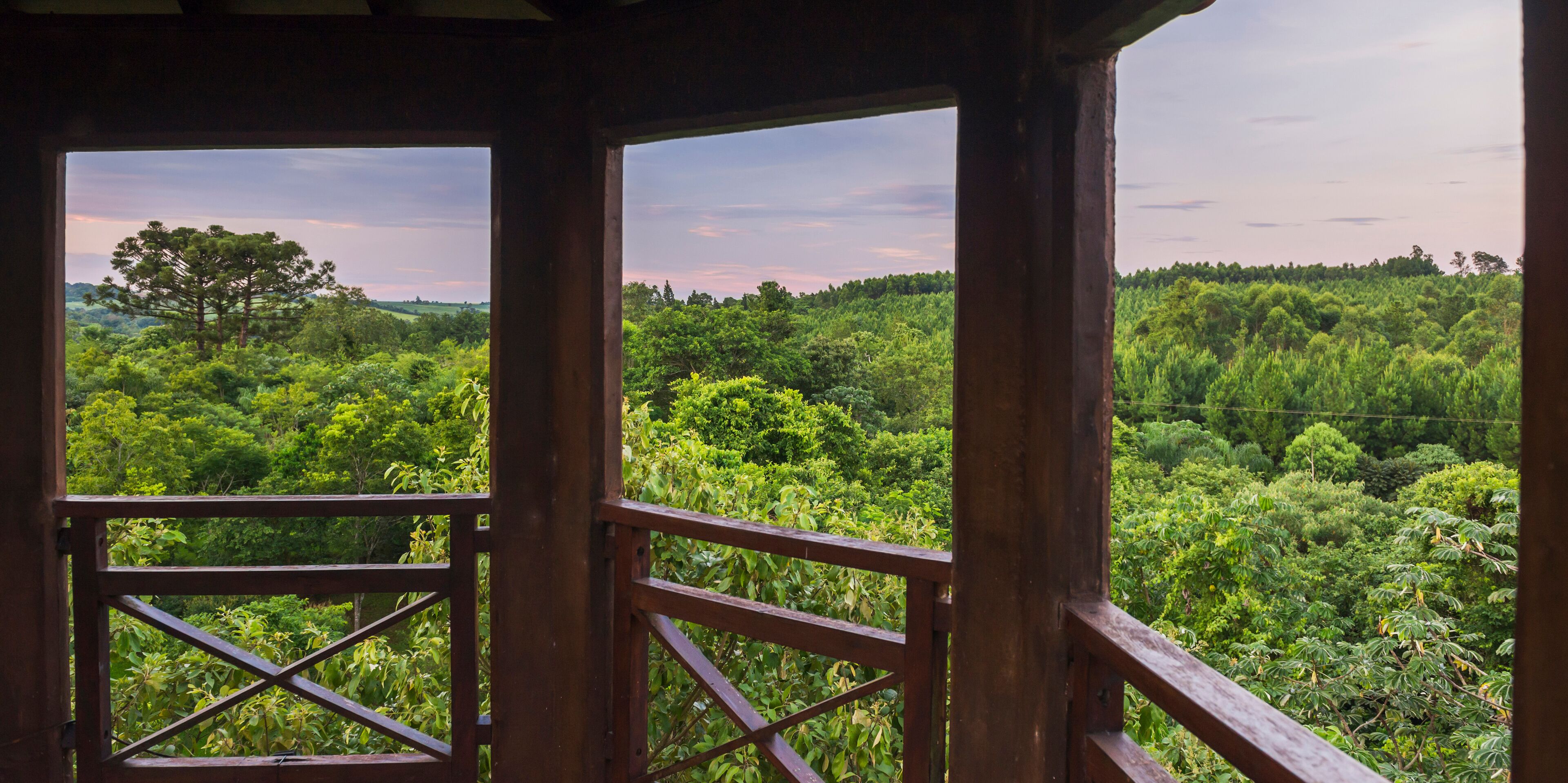 A wooden structure with a view of a dense forest.