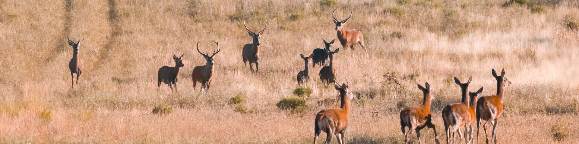 Herd of red deer in La Pampa, Argentina, Parque Luro, Nature Reserve