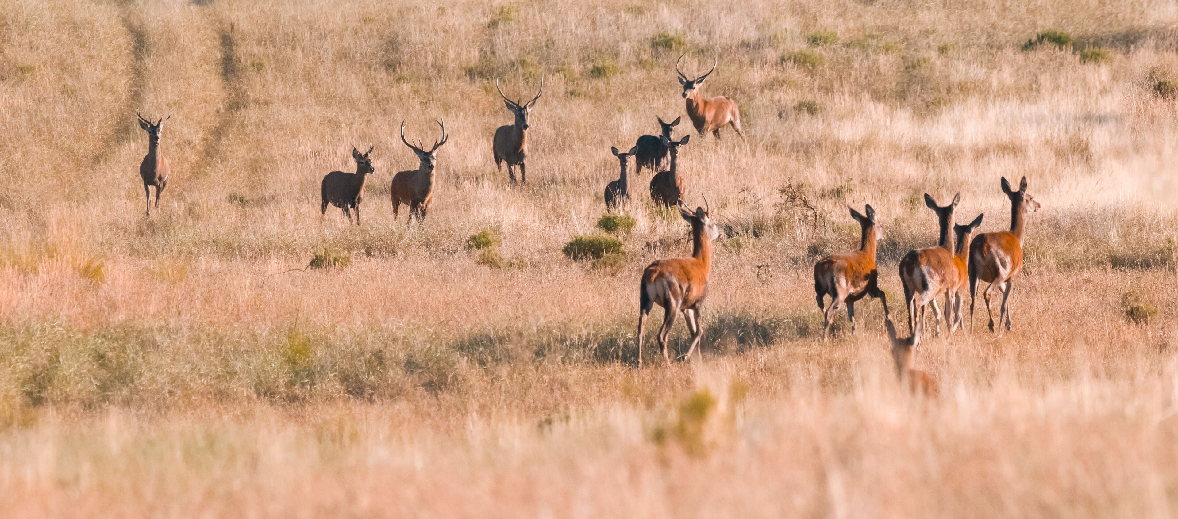 A herd of deer in a grassy field.