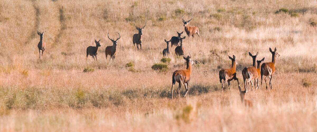 A herd of deer in a grassy field.