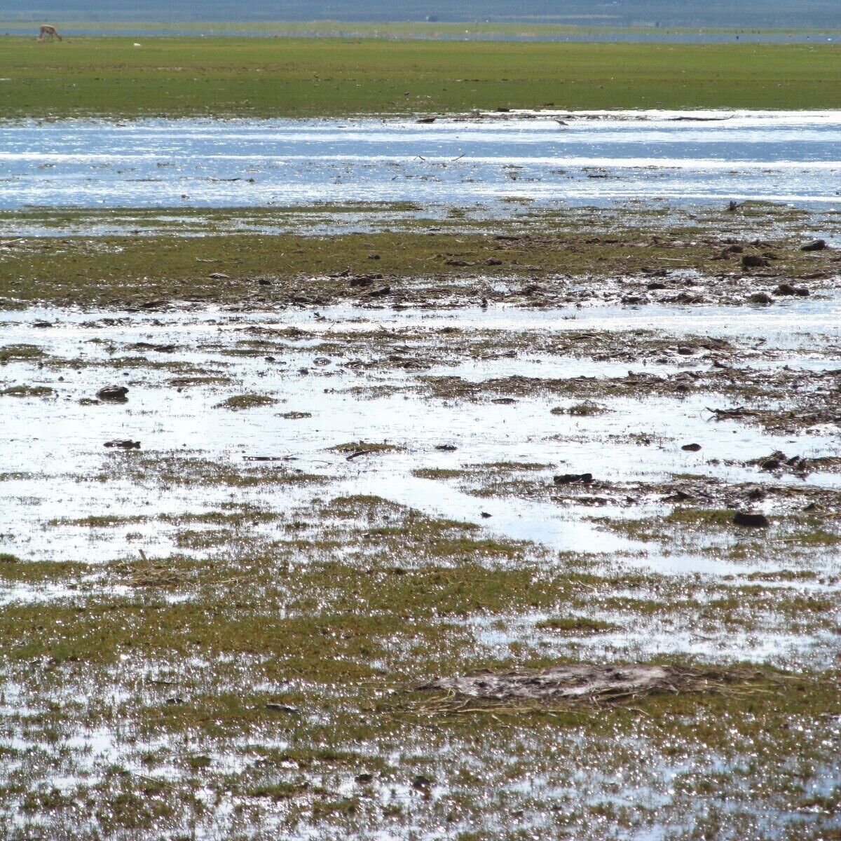 A long road to reach this Laguna, it was worthy to watch the landscape and the flamingos and all the birds.