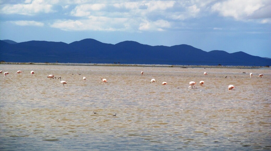 The local flemish in this vast Laguna, with several species of birds.