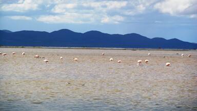 The local flemish in this vast Laguna, with several species of birds.