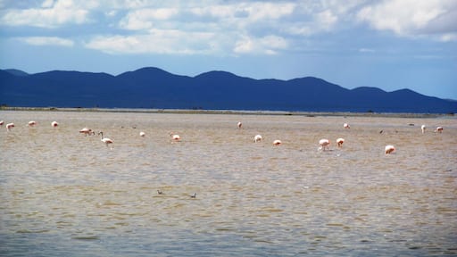 The local flemish in this vast Laguna, with several species of birds.