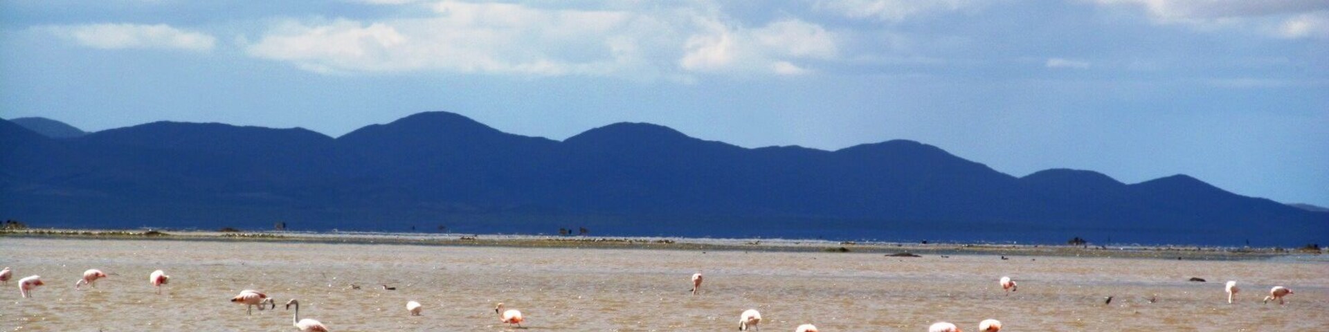 The local flemish in this vast Laguna, with several species of birds.