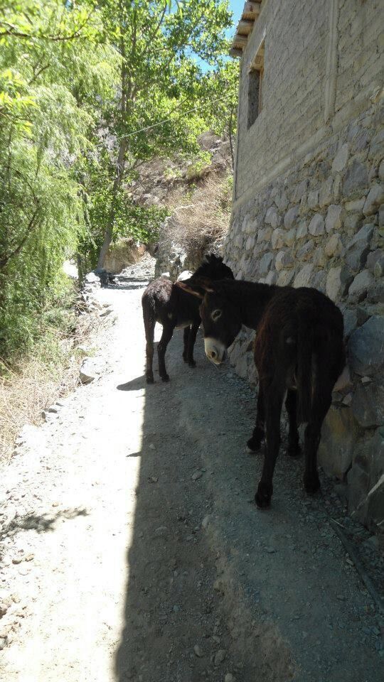 el transporte de los lugareños de san isidro, son estos burros, tambien hay camiono para poder transitar en vehiculos como camionetas.