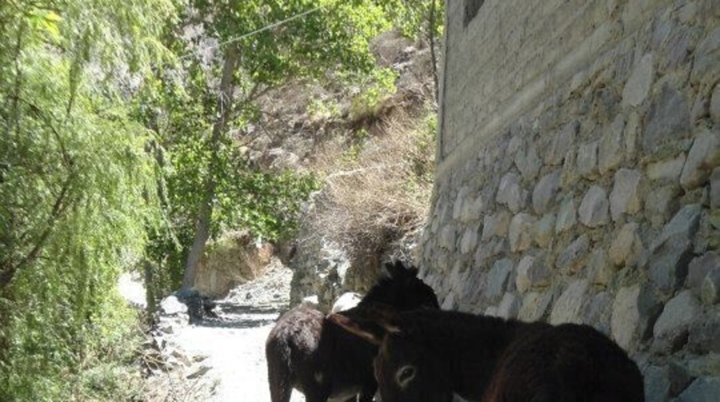 el transporte de los lugareños de san isidro, son estos burros, tambien hay camiono para poder transitar en vehiculos como camionetas.