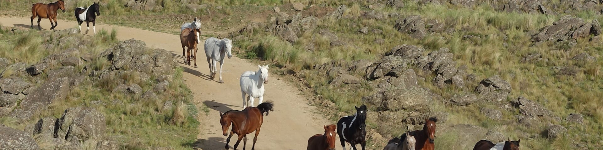 Caballos salvajes corriendo libremente en las serras de la Provincia de Córdoba, Argentina.
