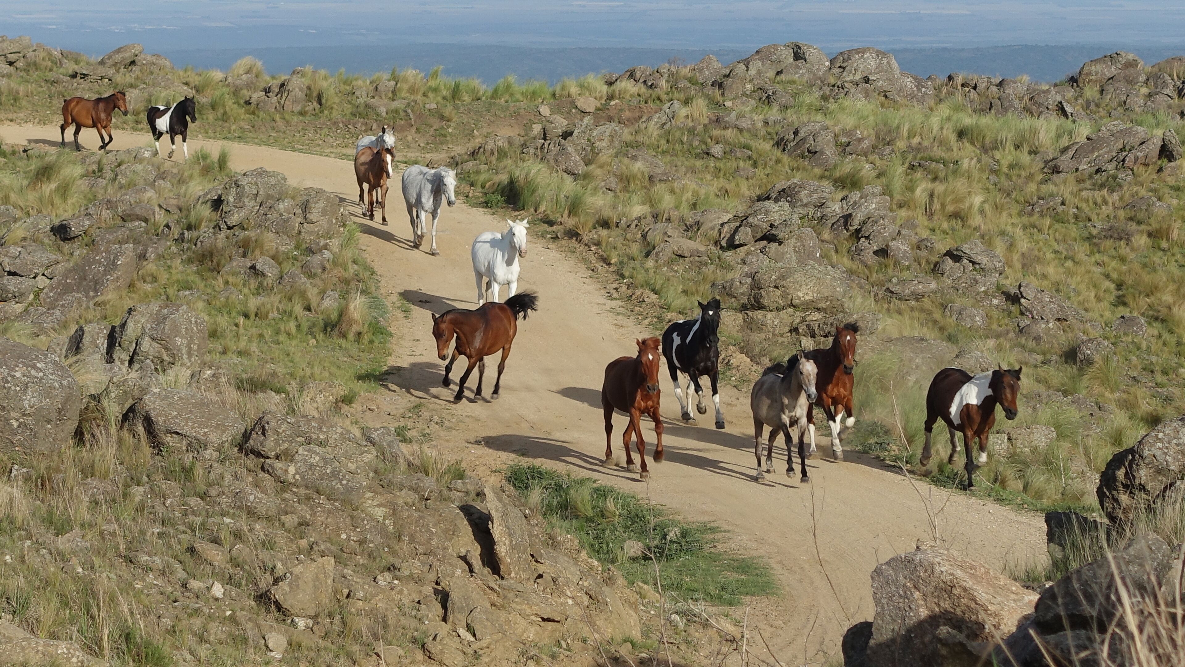 A herd of horses on a dirt path surrounded by rocky terrain and sparse grass.