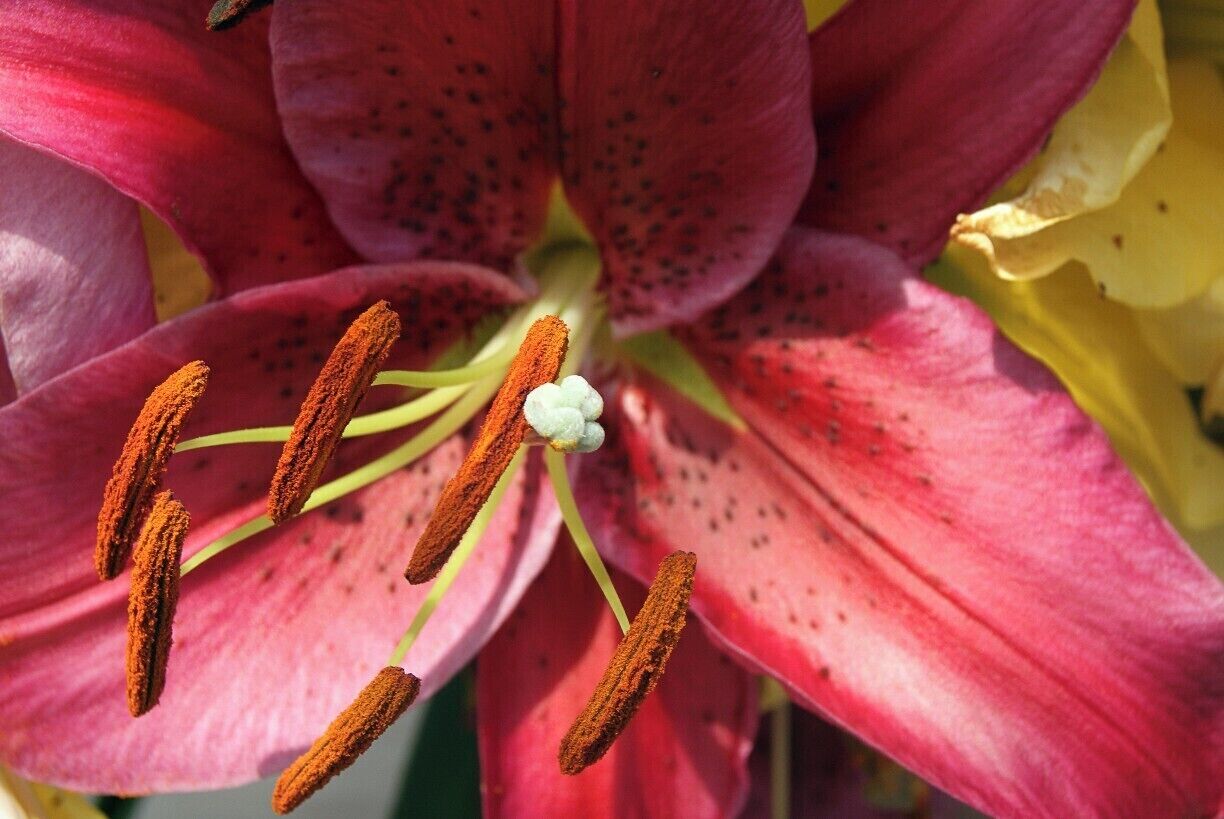 Asia has lots of things to offer. Taking a day trip from Hanoi to the Perfume Pagoda is an okay trip.

The best thing about the trip is the boat ride(1 hr) towards the pagoda and the walk up. The pagoda itself was for me not so impressive.
What I liked the most was the flora and fauna. I saw some bugs I never saw before and there were lots of beautiful flowers.  #flower #garden