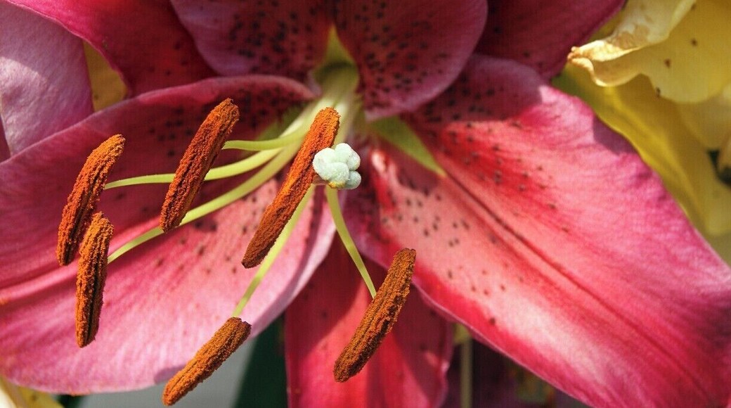 Asia has lots of things to offer. Taking a day trip from Hanoi to the Perfume Pagoda is an okay trip.
The best thing about the trip is the boat ride(1 hr) towards the pagoda and the walk up. The pagoda itself was for me not so impressive.
What I liked the most was the flora and fauna. I saw some bugs I never saw before and there were lots of beautiful flowers. #flower #garden