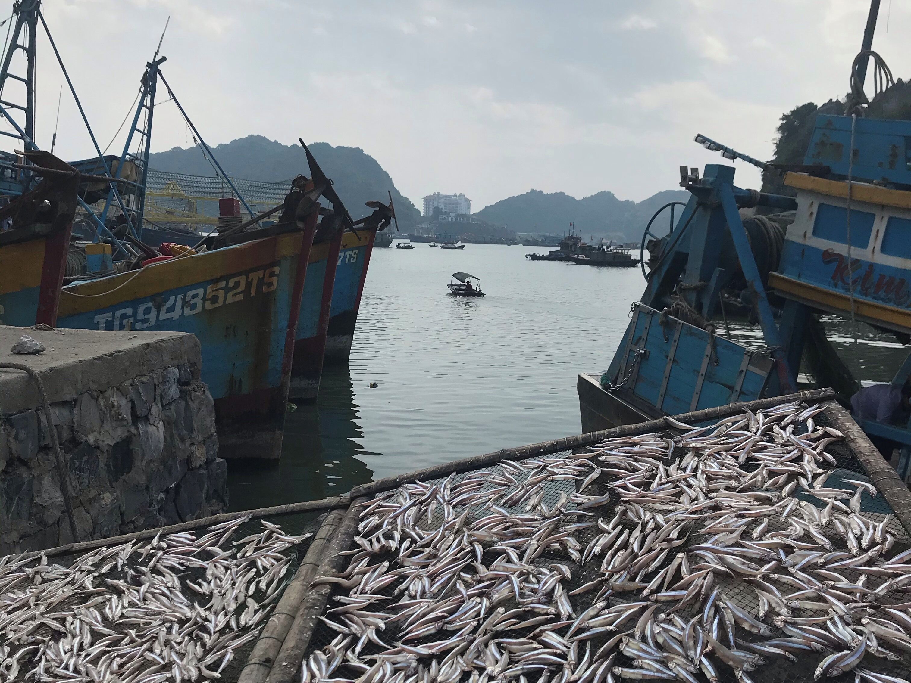 The nights catch of anchovies drying in the hidden harbour Cat Ba Island , Vietnam #trovember