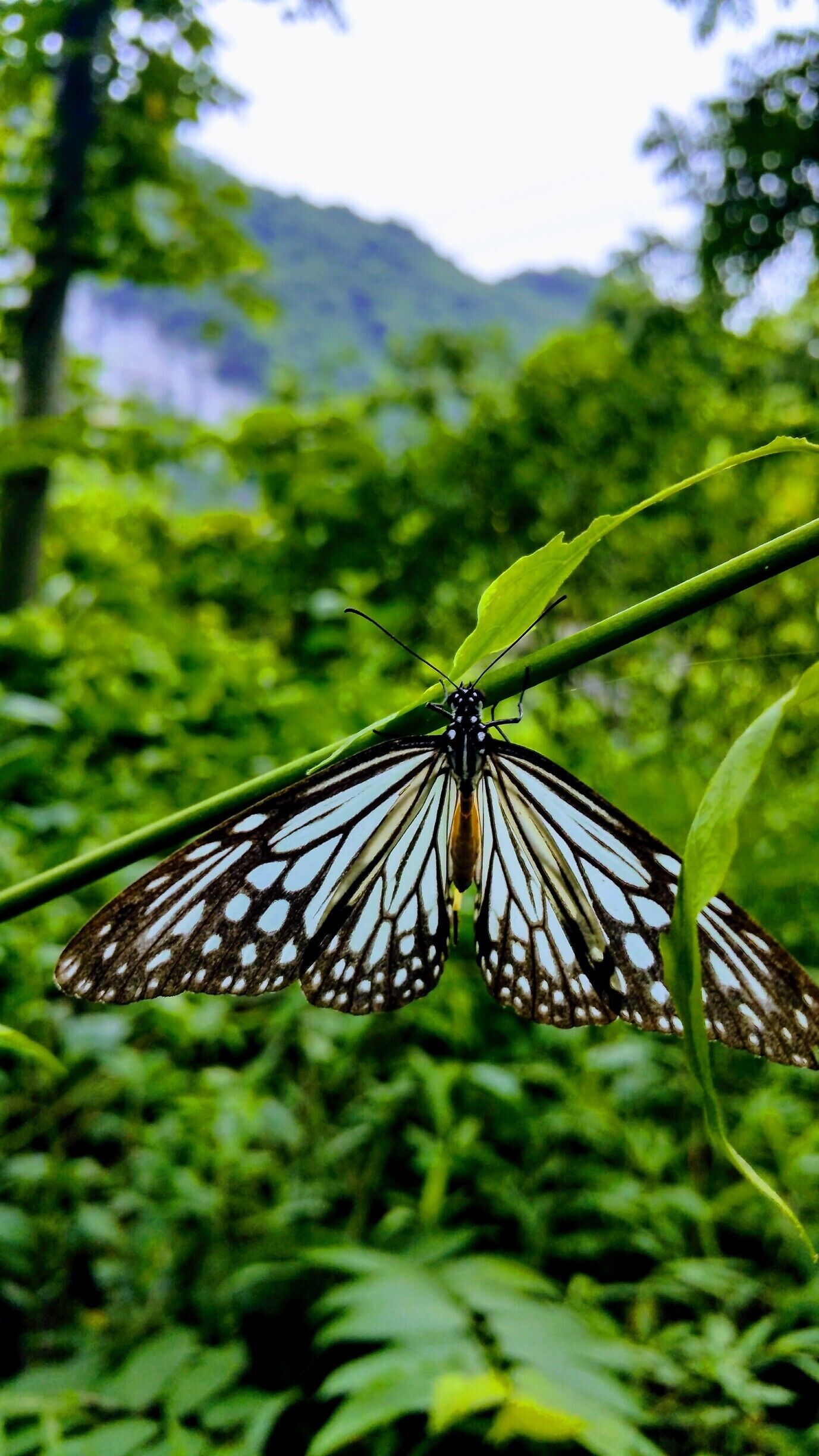 Cat Ba National Park, Vietnam 

Cat Ba National Park is home to much widlife in its jungle surroundings. A close up of a butterfly in the park. #nature #macro #troveon #packsandaplan 