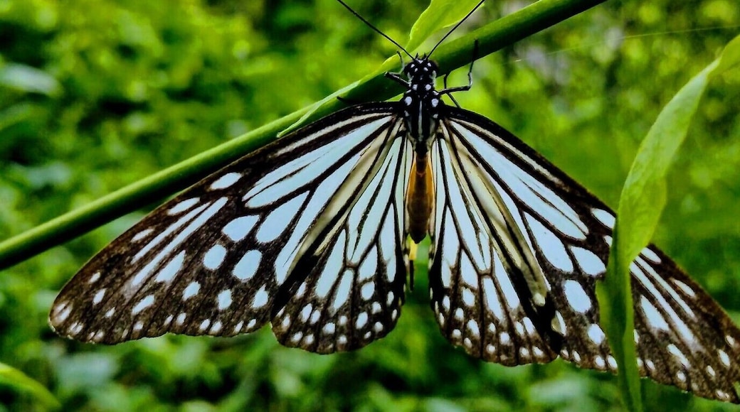 Cat Ba National Park, Vietnam
Cat Ba National Park is home to much widlife in its jungle surroundings. A close up of a butterfly in the park. #nature #macro #troveon #packsandaplan