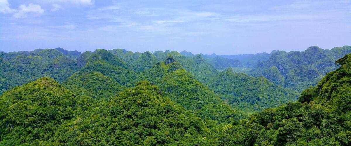 A dense forest with rolling hills and a clear blue sky.
