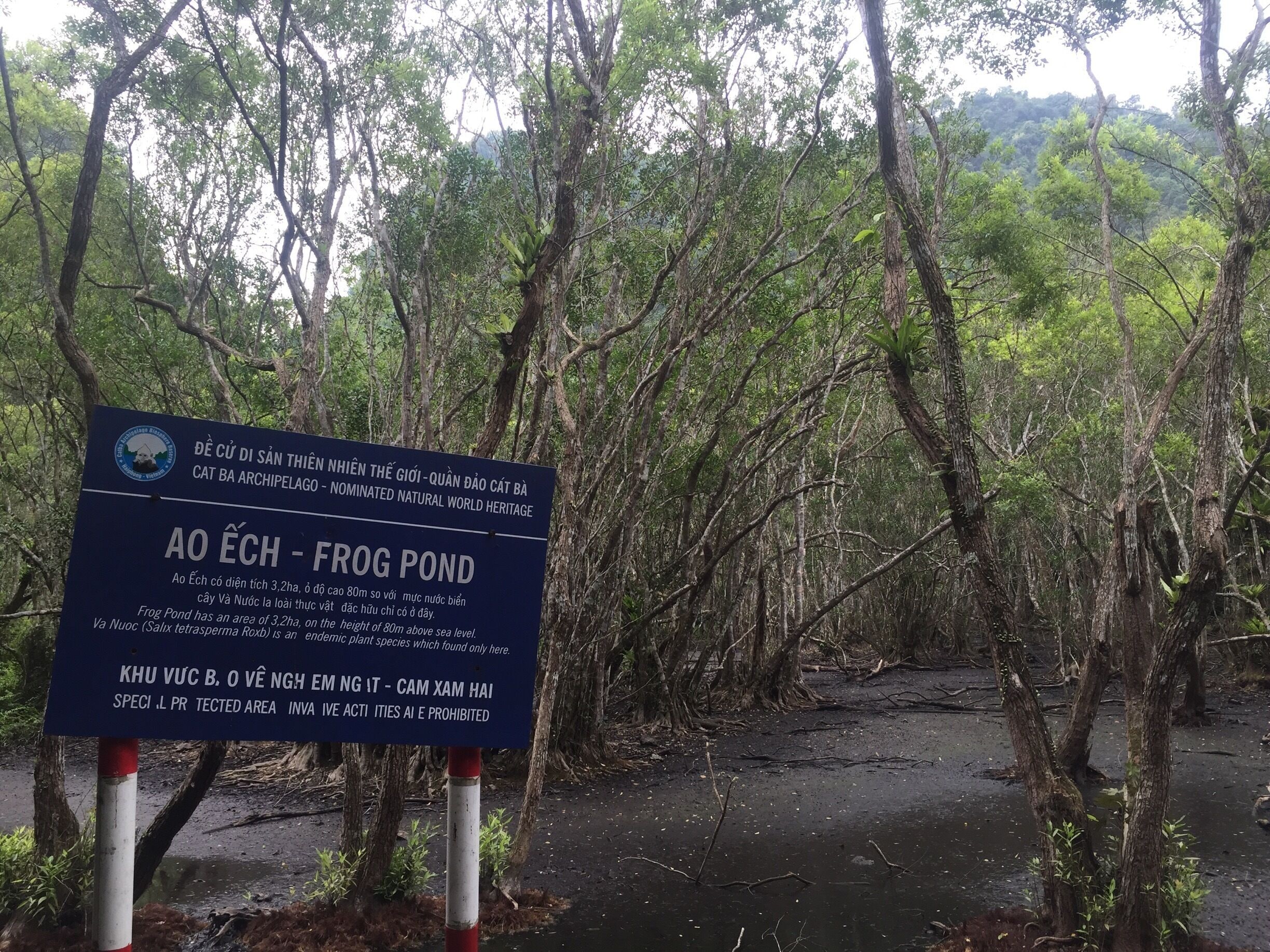 A longer, typically less crowded hike in Cat Ba National Park takes you to Frog Pond, deep in the middle of the park. It's a 6km hike each way. Make sure you wear good shoes and be careful if it has recently rained - the rocks you climb over can get slippery!