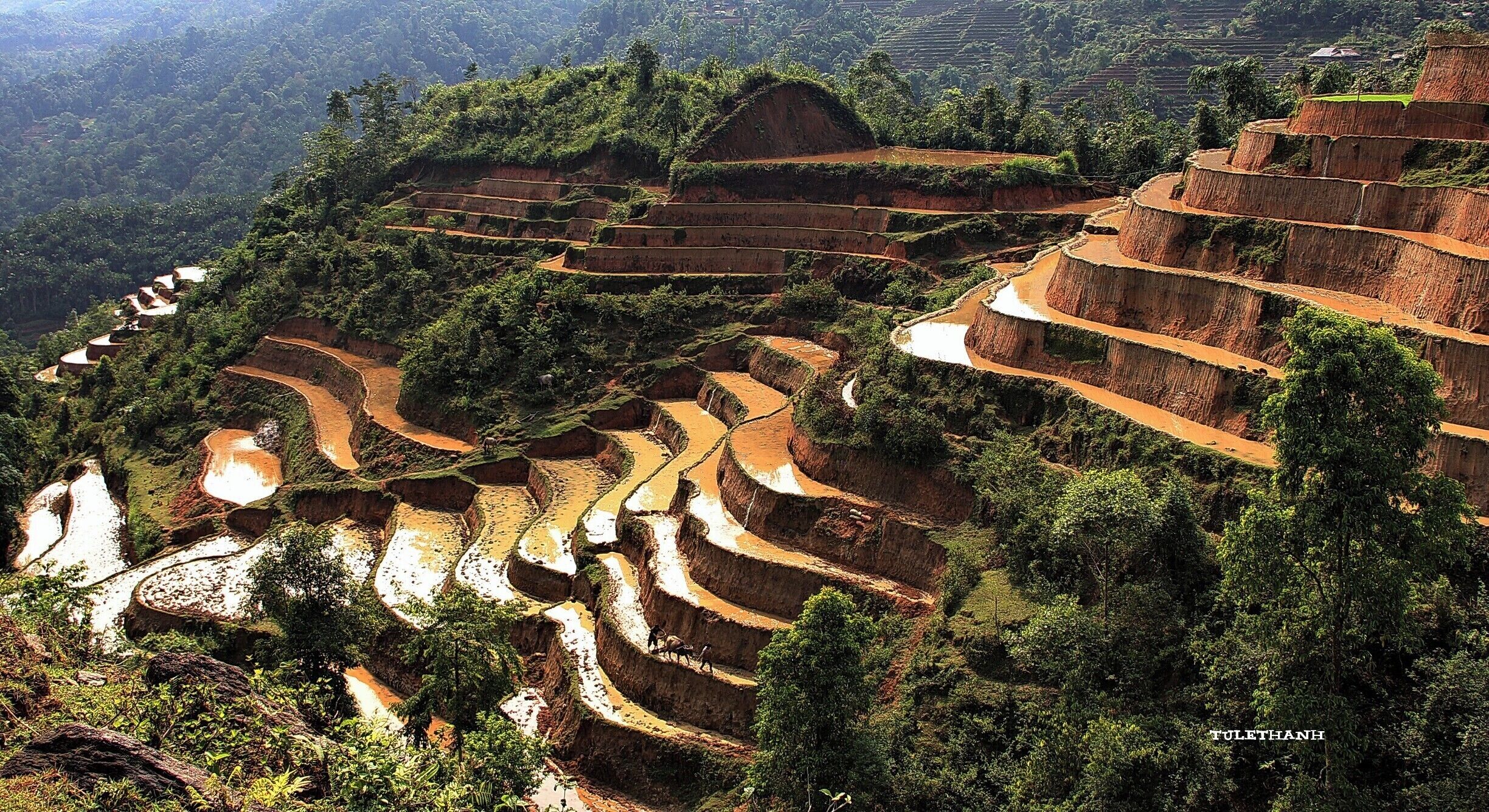 Terraced rice fields in a mountainous region.