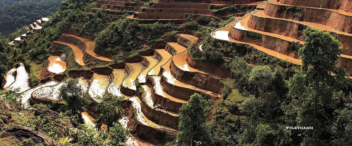 Terraced rice fields in a mountainous region.
