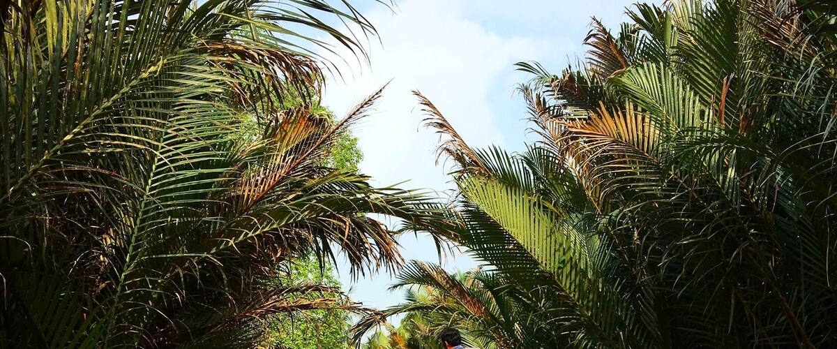 When visiting Saigon, take a day trip to the Mekong Delta to experience the"heartbeat" of Vietnam. #mekong #river #vietnam #saigon