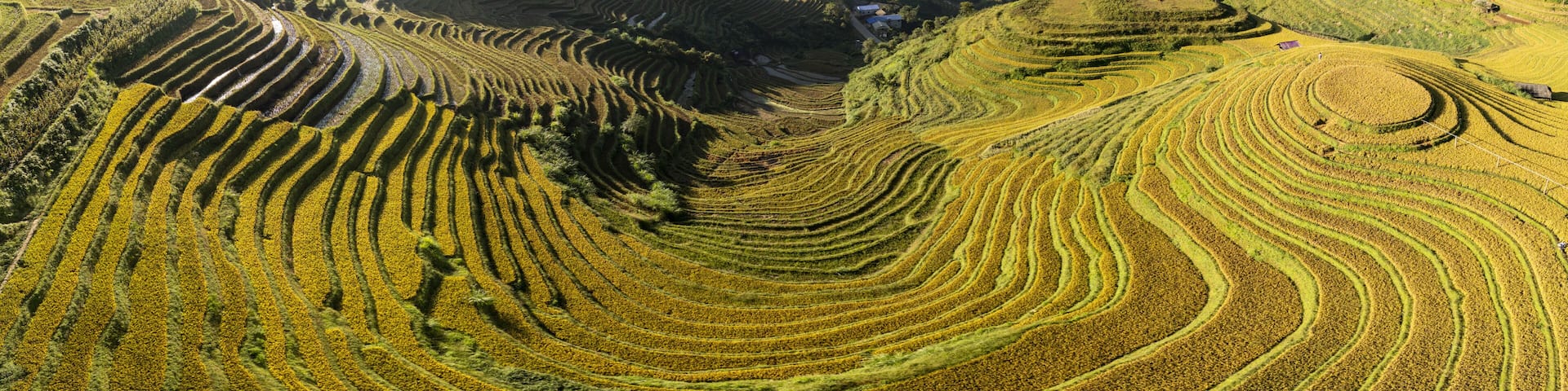 Aerial view of terraced fields paint the landscape in golden hues, contrasting with the lush green valleys, Yen Bai, Yen Bái, Vietnam.