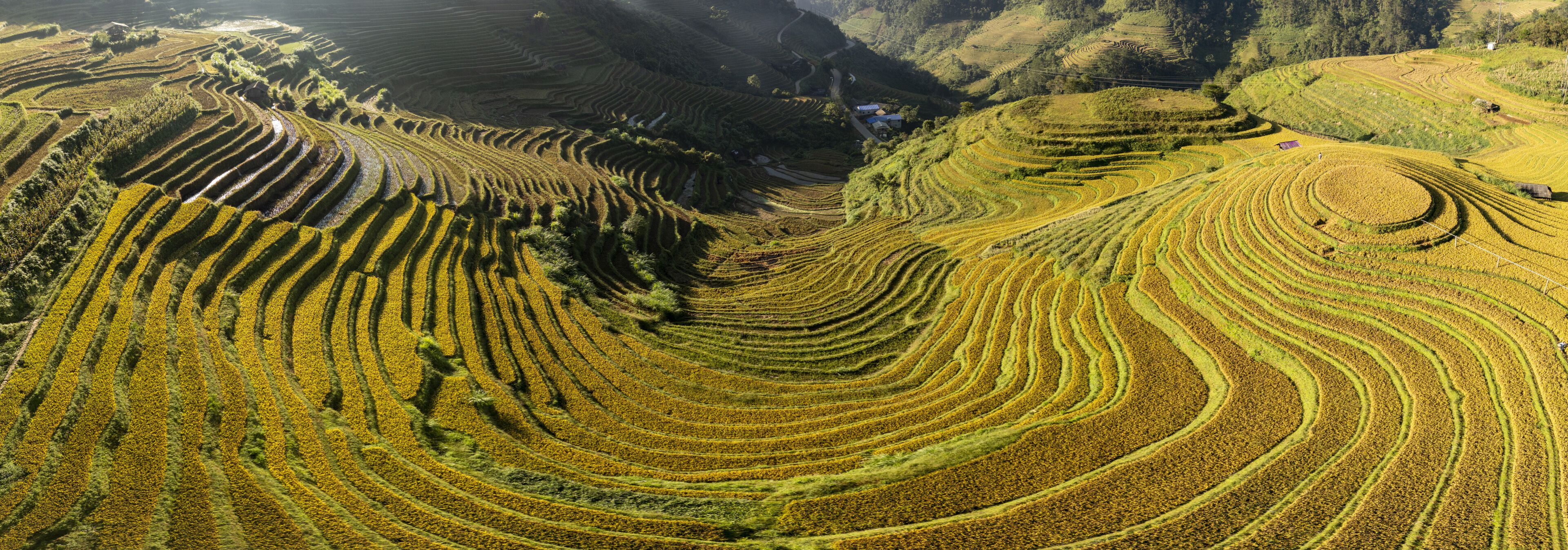 Terraced rice fields in a hilly landscape.