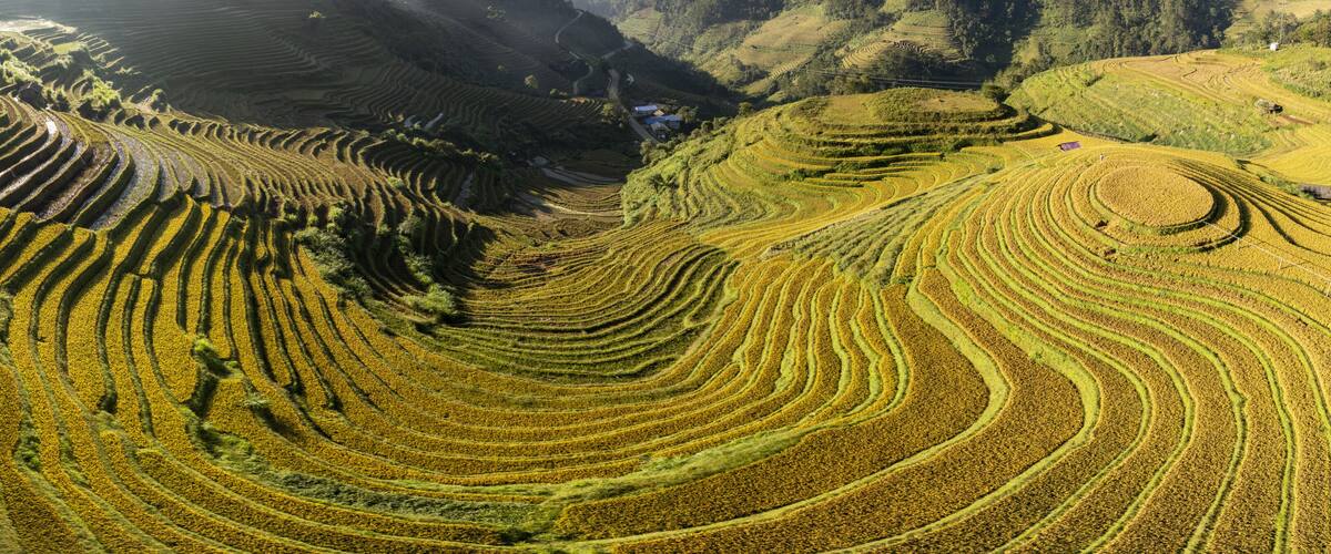 Terraced rice fields in a hilly landscape.