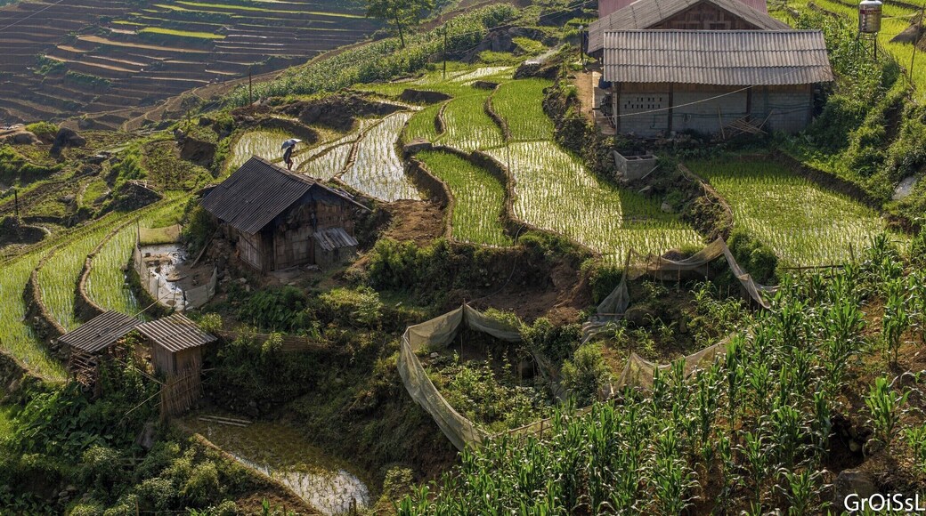 Rice terraces in Northern Vietnam.