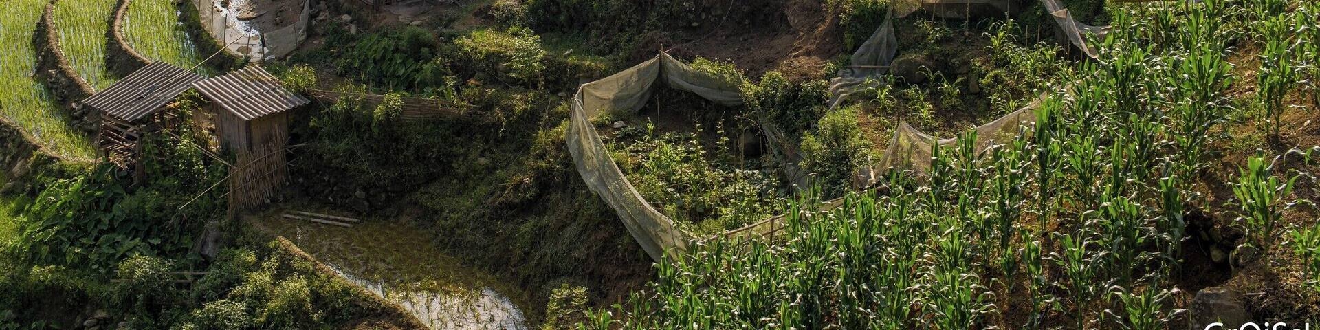 Rice terraces in Northern Vietnam.