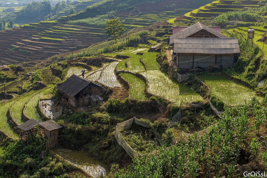 Rice terraces in Northern Vietnam.