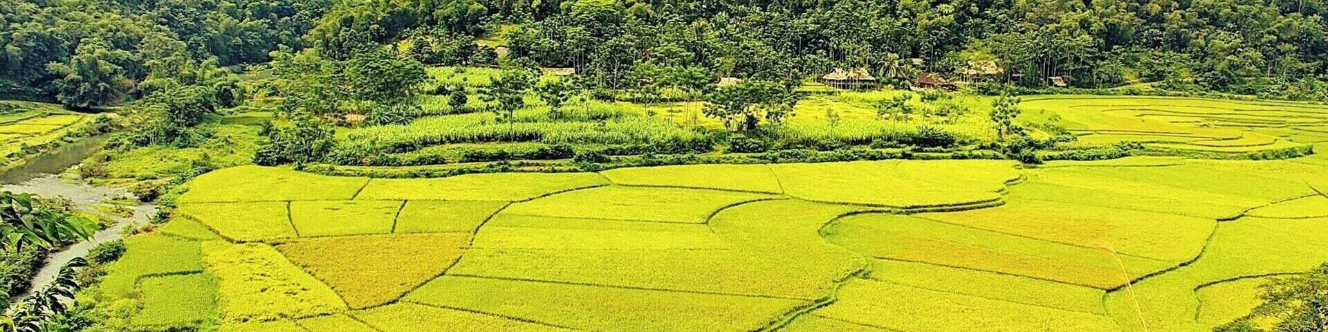 A terraced rice field with a river in the foreground and a forested hill in the background.