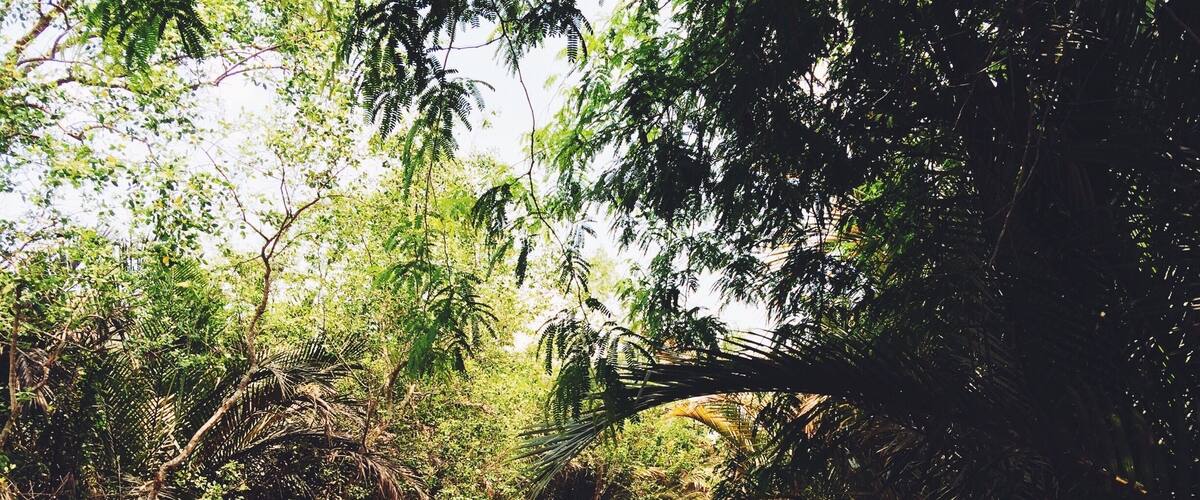 We hired a boat to take us on a little cruise of the Mekong Delta area in Vietnam. Very peaceful.