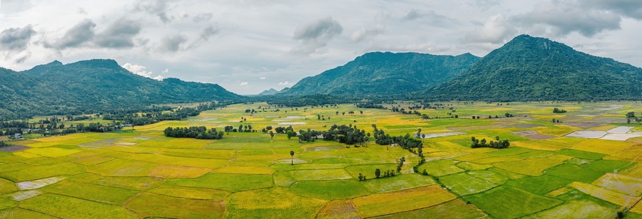 Aerial view of fresh green and yellow rice fields and palmyra trees in Mekong Delta, Tri Ton town, An Giang province, Vietnam. Ta Pa rice field.
