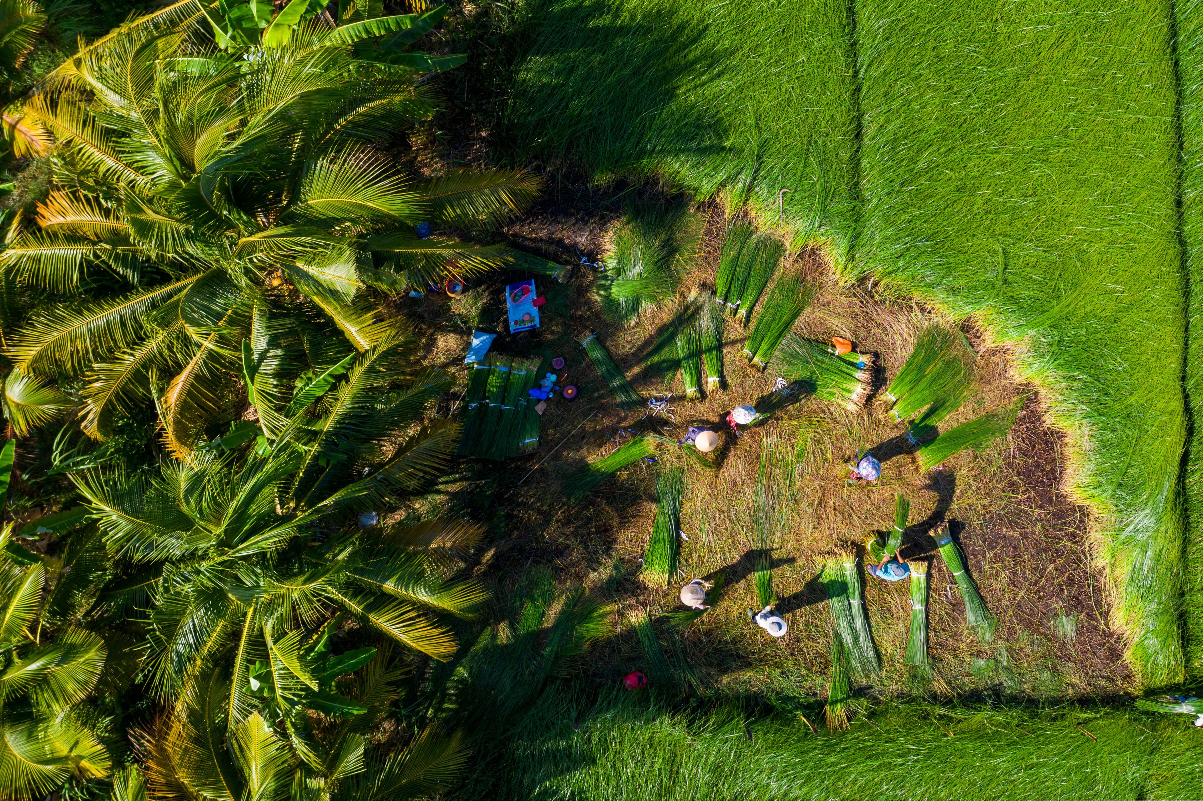 The farmers who grow and harvest sedge in Vung Liem, Vinh Long, Vietnam, Indochina