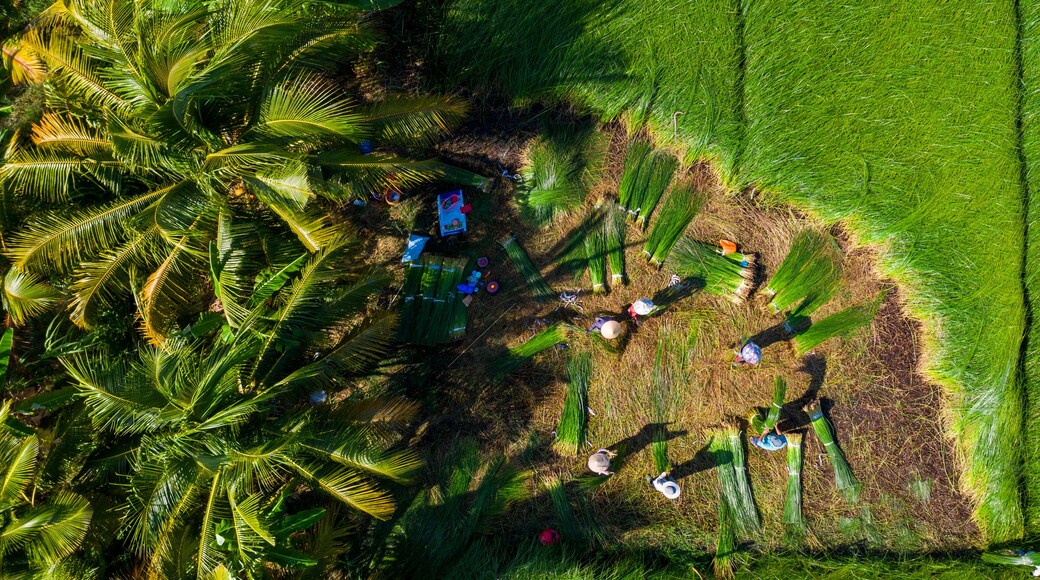 The farmers who grow and harvest sedge in Vung Liem, Vinh Long, Vietnam, Indochina