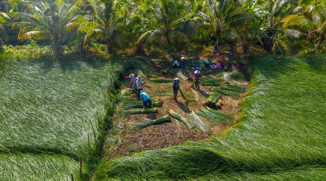 The farmers who grow and harvest sedge in Vung Liem, Vinh Long, Vietnam, Indochina