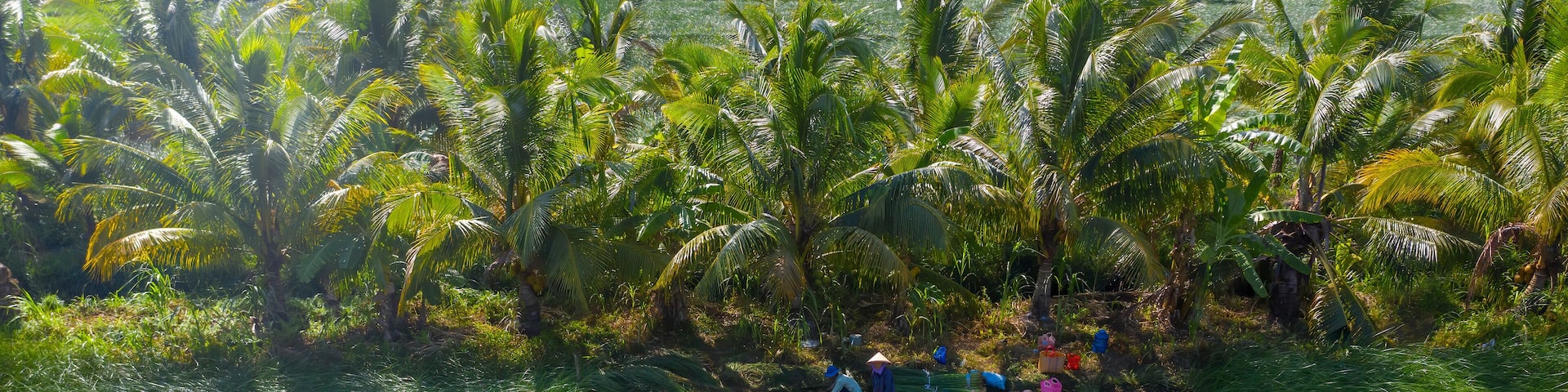 The farmers who grow and harvest sedge in Vung Liem, Vinh Long, Vietnam, Indochina