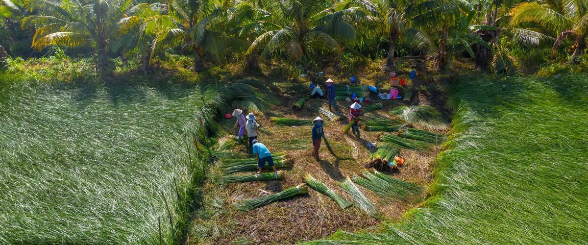 A rural agricultural area with people harvesting crops and palm trees in the background.