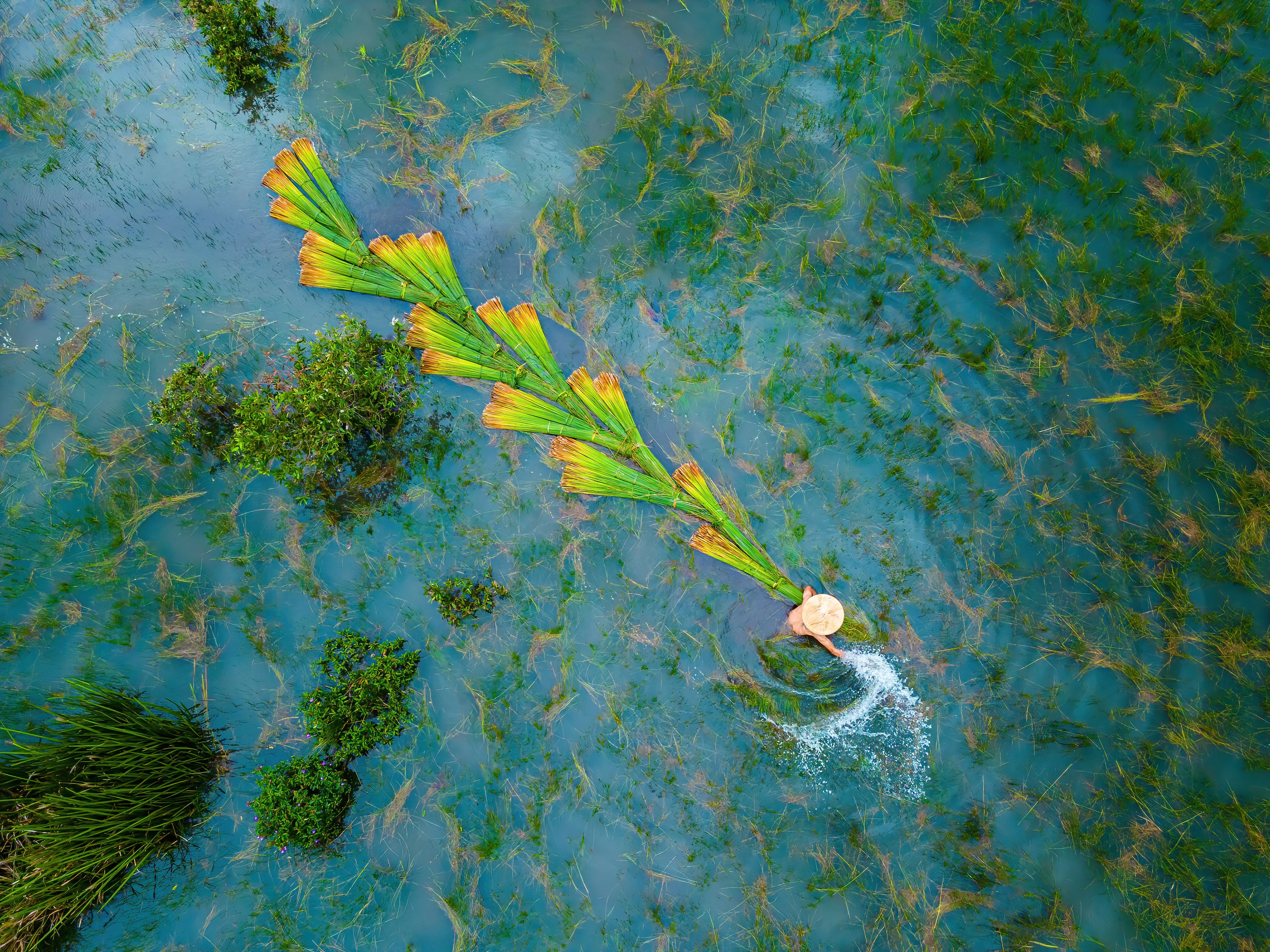 Vista aérea de una masa de agua con vegetación verde y una persona vadeando.