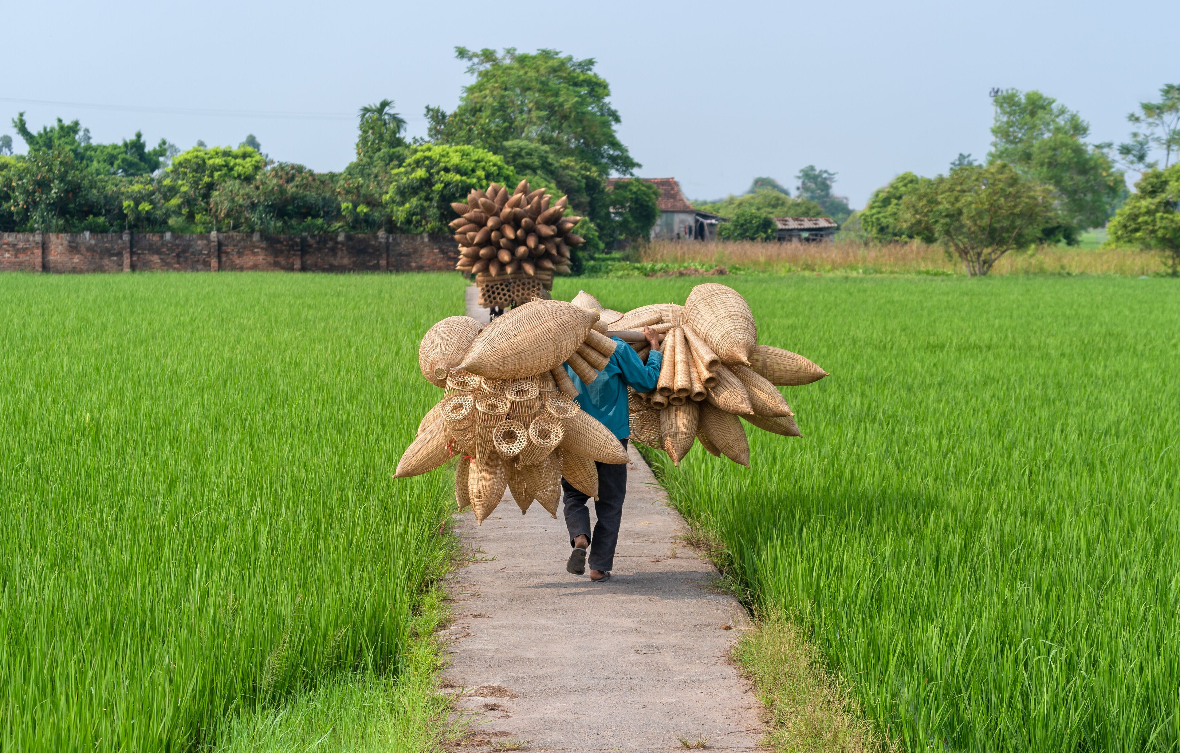 Old men are walking and riding bicycles selling wicker craftsman making traditional bamboo fish trap or weave on green rice field in Thu Sy trade village, Hung Yen, Hanoi, Vietnam