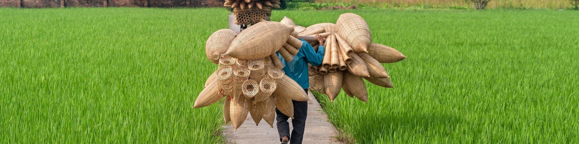 Old men are walking and riding bicycles selling wicker craftsman making traditional bamboo fish trap or weave on green rice field in Thu Sy trade village, Hung Yen, Hanoi, Vietnam