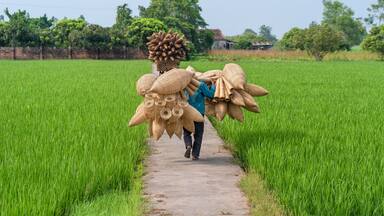 Old men are walking and riding bicycles selling wicker craftsman making traditional bamboo fish trap or weave on green rice field in Thu Sy trade village, Hung Yen, Hanoi, Vietnam