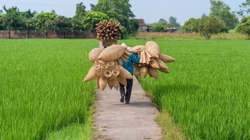 Old men are walking and riding bicycles selling wicker craftsman making traditional bamboo fish trap or weave on green rice field in Thu Sy trade village, Hung Yen, Hanoi, Vietnam