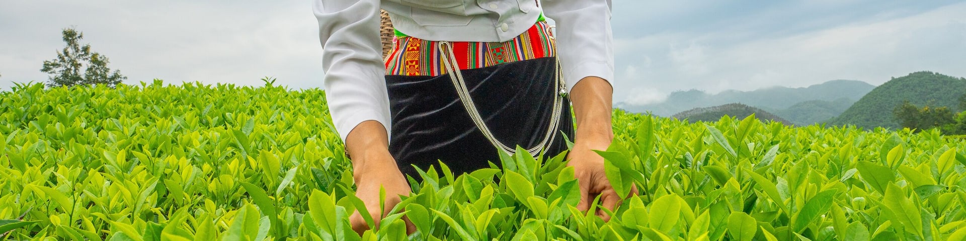 An ethnic Muong woman harvesting green tea on Long Coc tea hill, Phu Tho province, Vietnam
