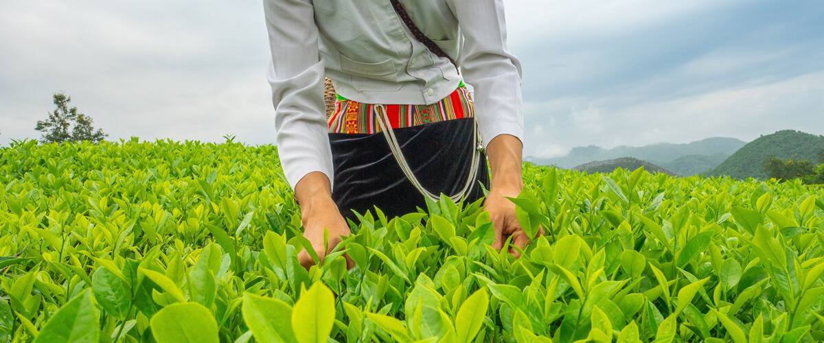 A person in a field of green tea plants wearing a conical hat.