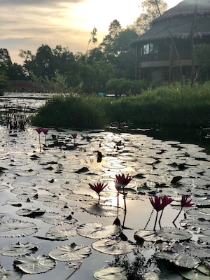 Lily pond in the hotel