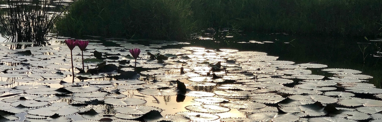 Lily pond in the hotel