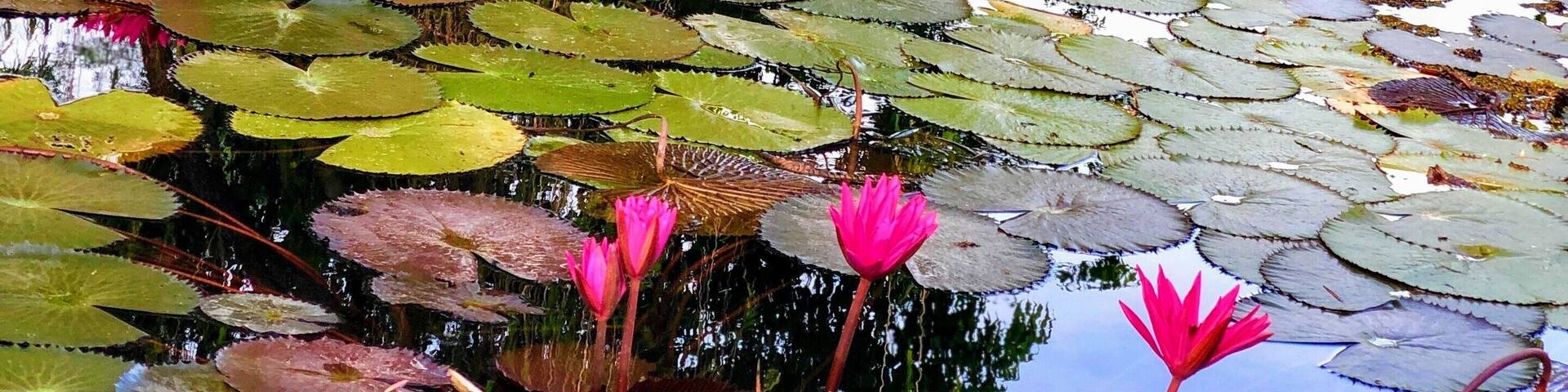 Nice Lily pond