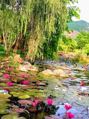 Nice Lily pond