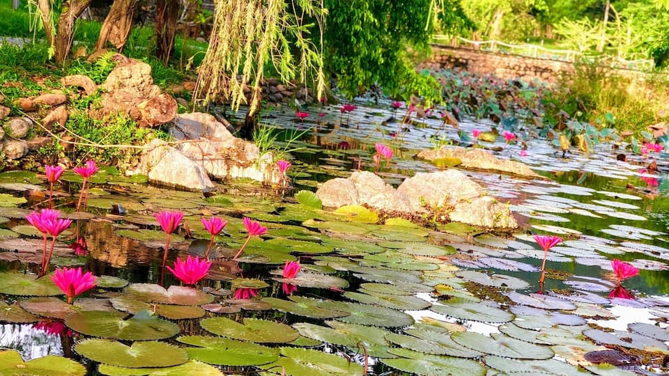 Een vijver met roze waterlelies en huilende wilgen.