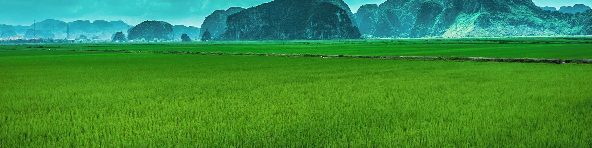 Mountains rise like icebergs out of the rice fields. The greenest thing I have ever seen in my life. #green